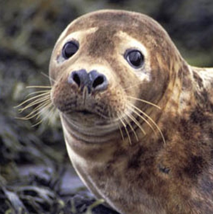 We spot Grey Atlantic Seals