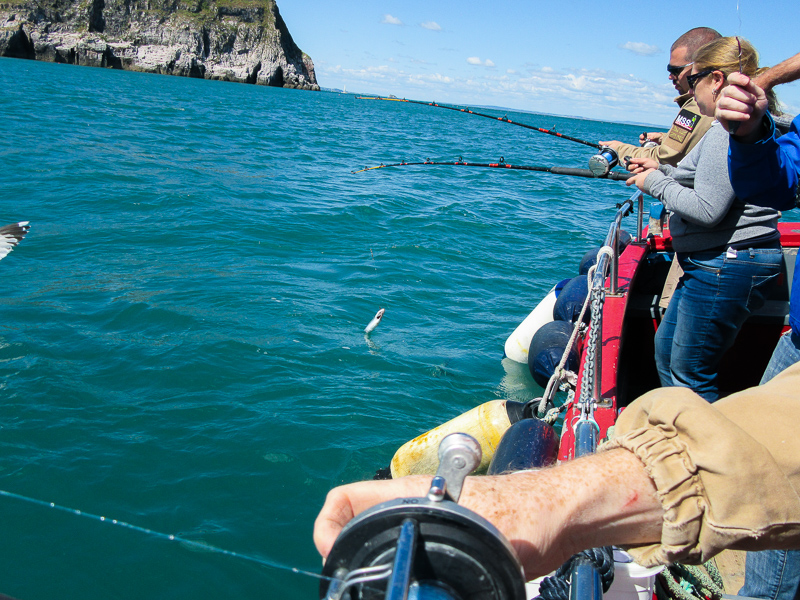 brixham sea fishing trips