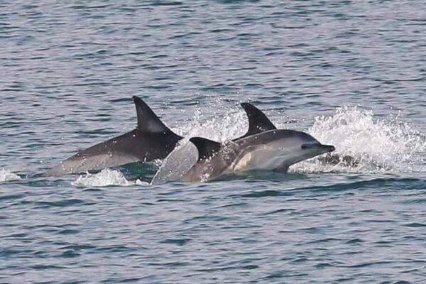 Dolphins in the bay!
