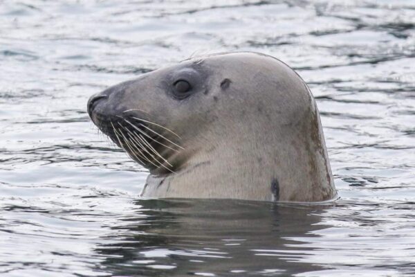 Sammy the seal.. (One of many 'Sea-dogs')